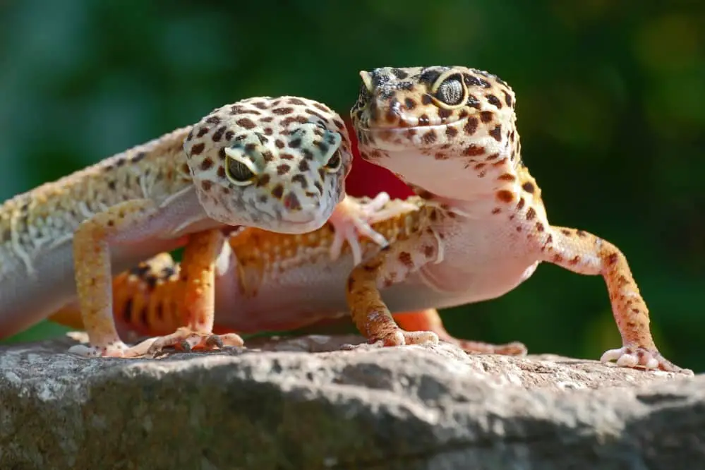 two leopard geckos