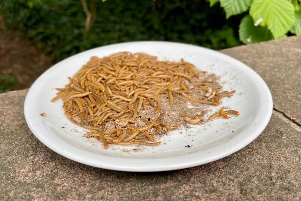 mealworms