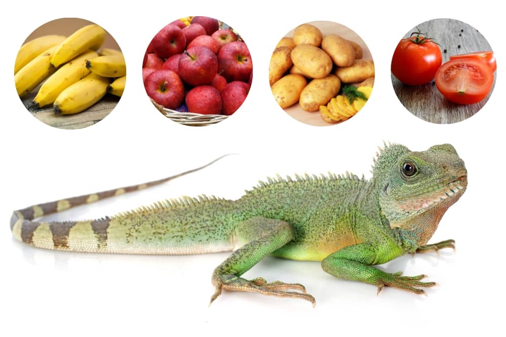 What Human Food Can Water Dragons Eat?