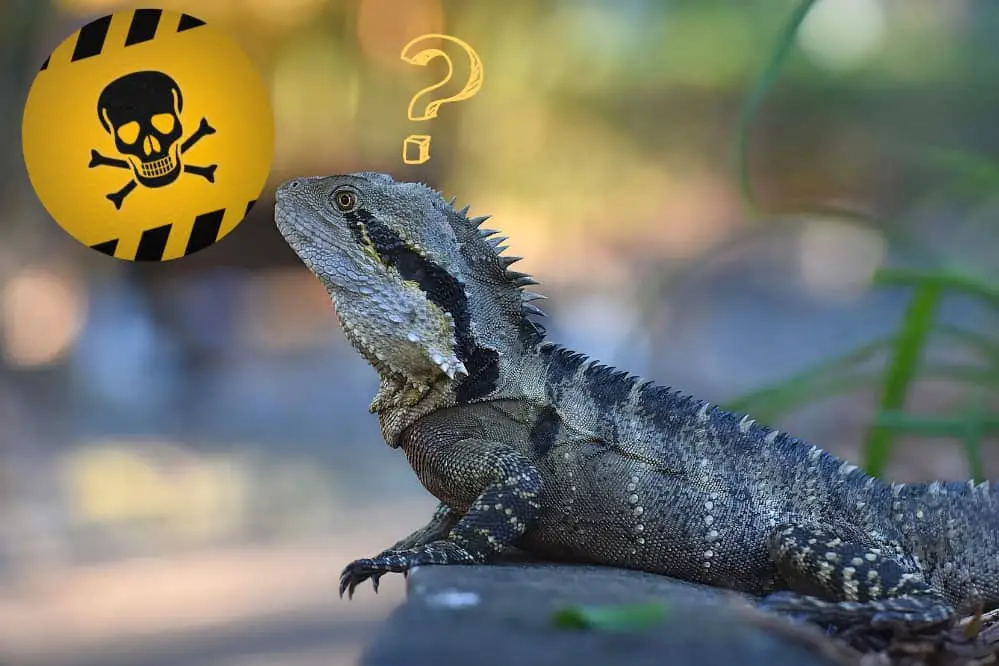Are Water Dragons Poisonous To Dogs?