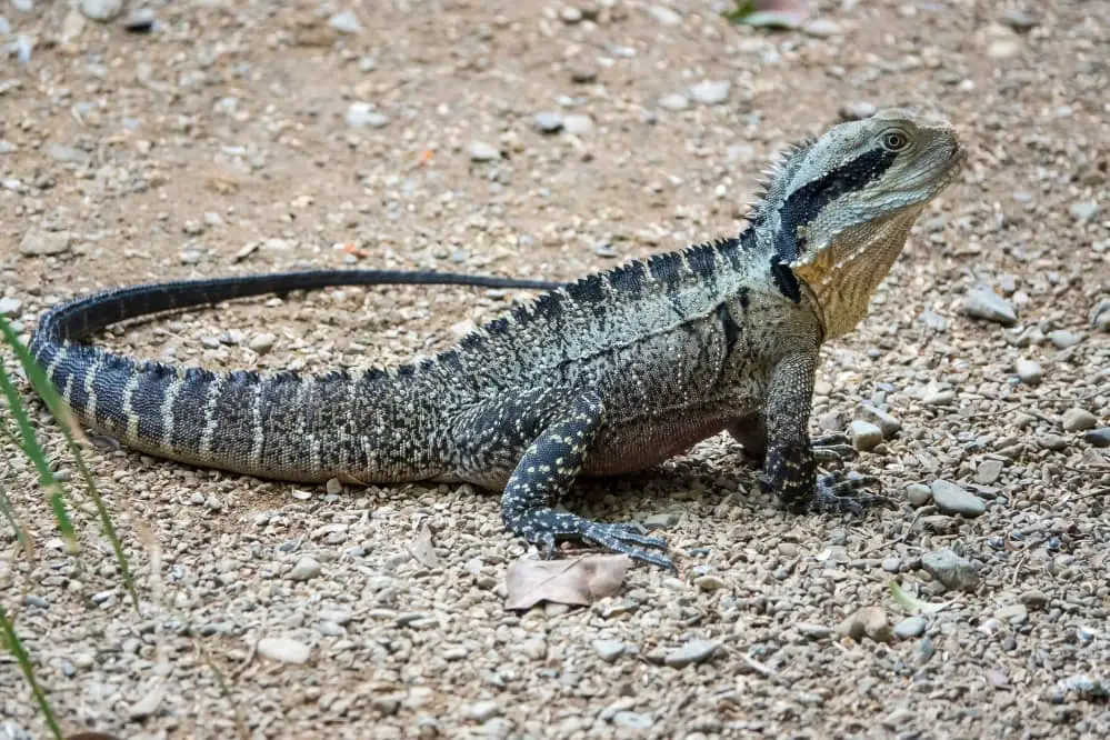 Do Water Dragons Lose Their Tails?
