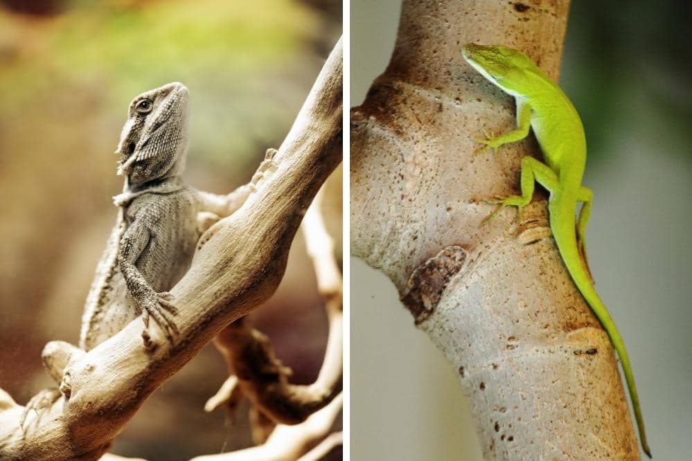 Will A Bearded Dragon Live With An Anole?