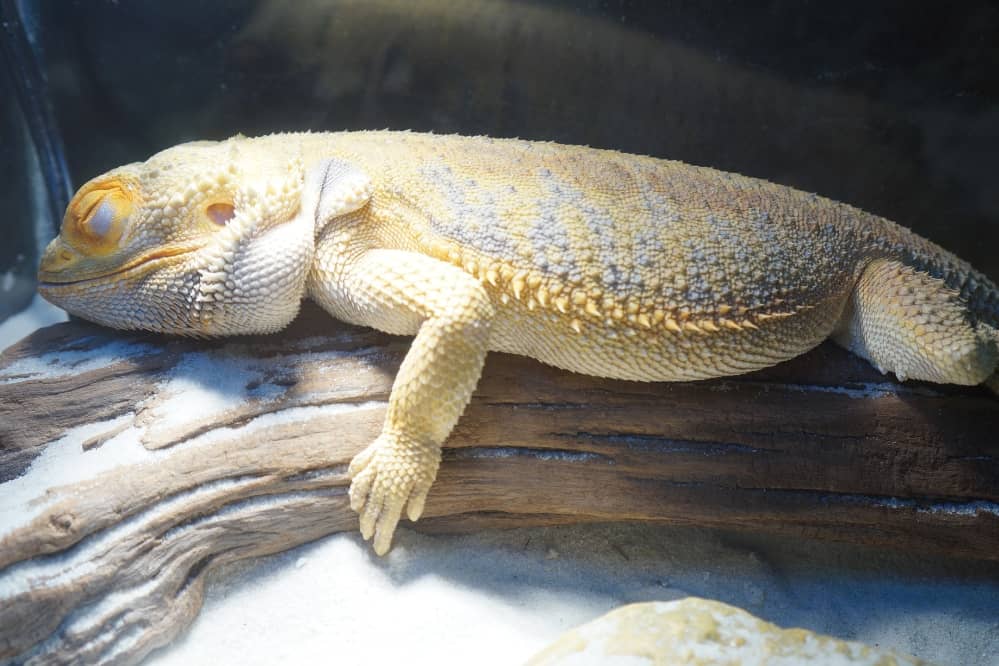 bearded gecko sleeping