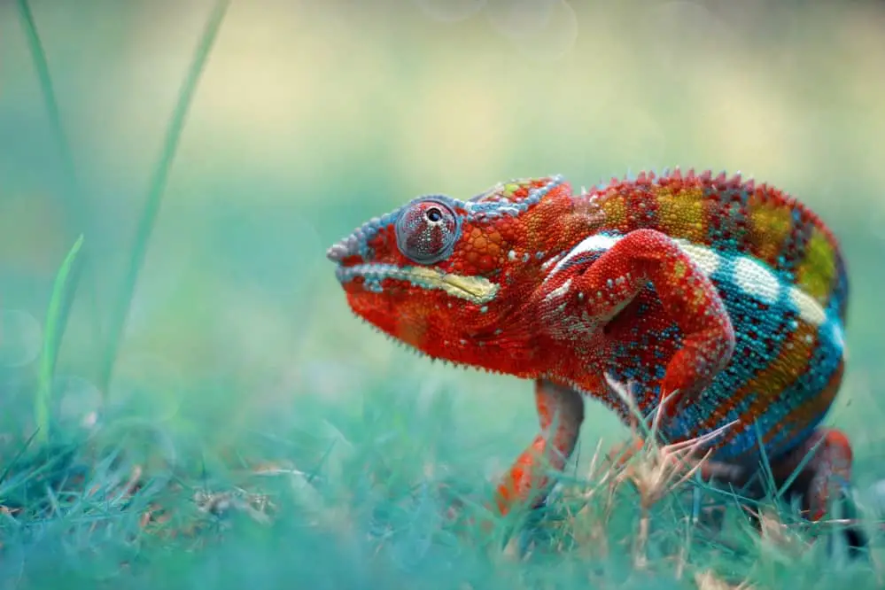 chameleon