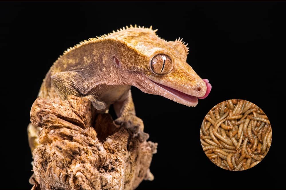 crested gecko mealworm