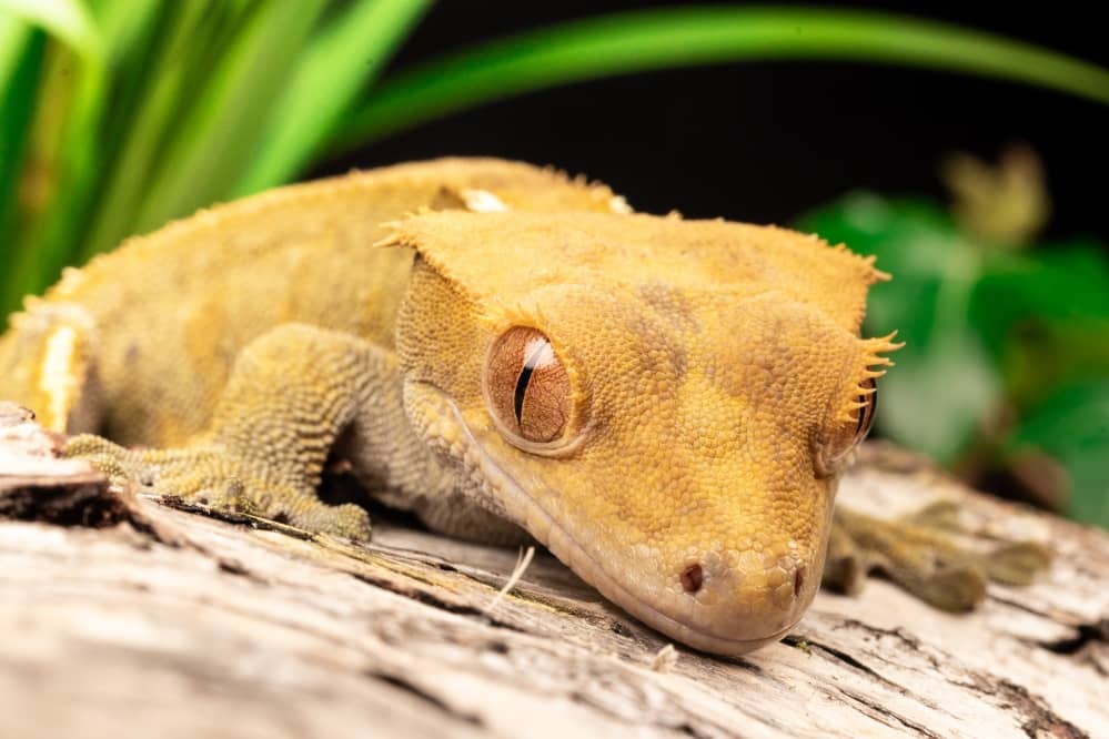 crested gecko turn pale