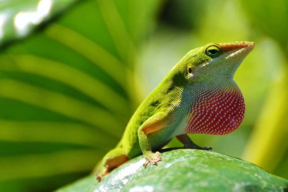 green anole