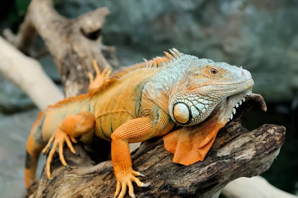 What Lizard Changes It's Color? - Smartly Pet