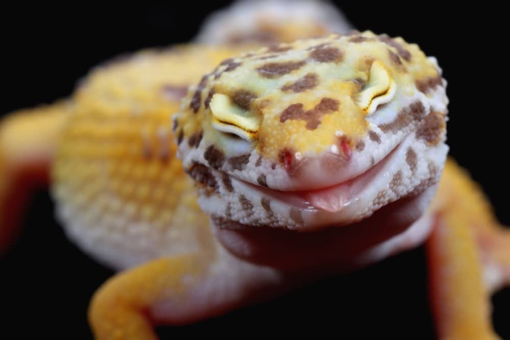 leopard gecko closed eye