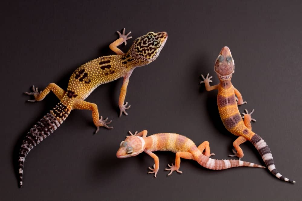 leopard gecko color