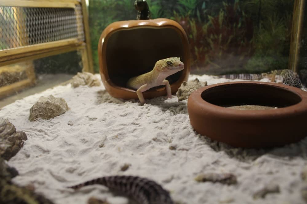 leopard gecko hide