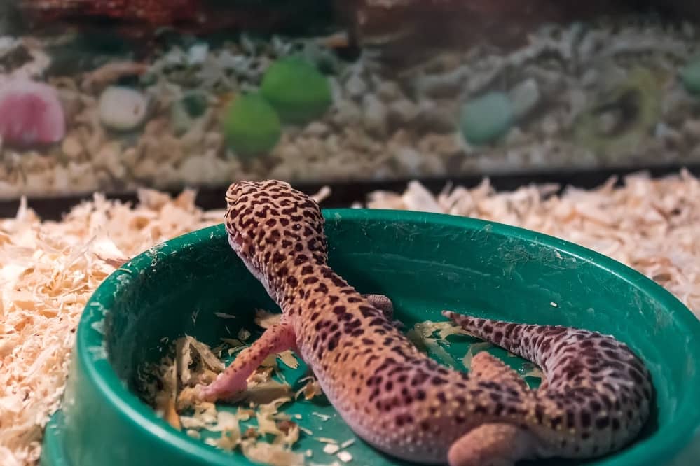 leopard gecko not eating