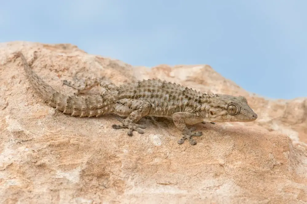 moorish gecko