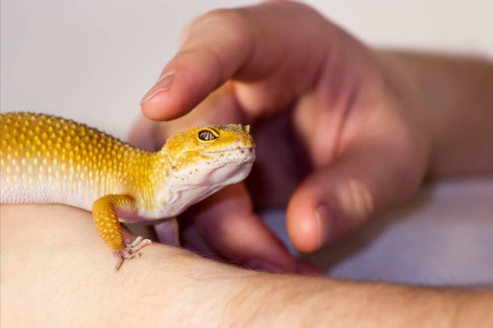 petting leopard gecko