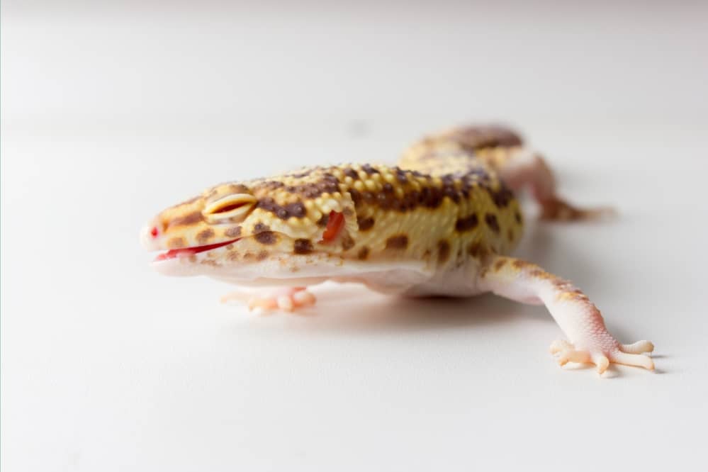 Do Leopard Geckos Yawn When Tired?