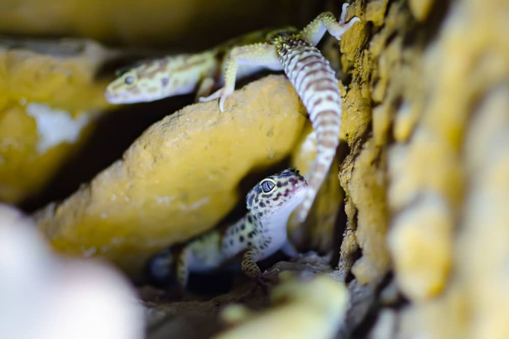 two baby leopard geckos