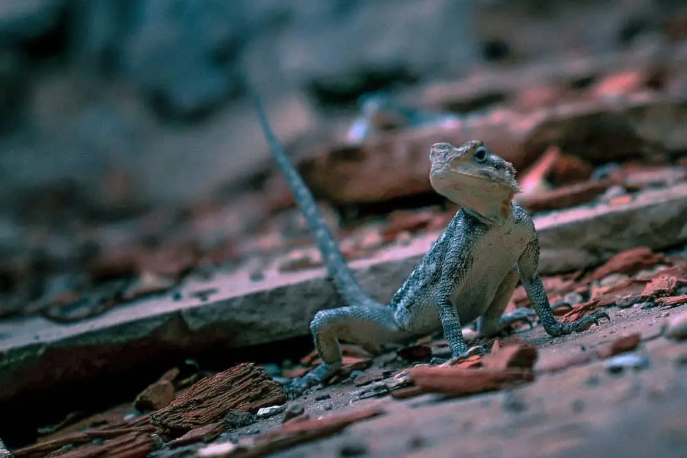 bearded dragon in wild