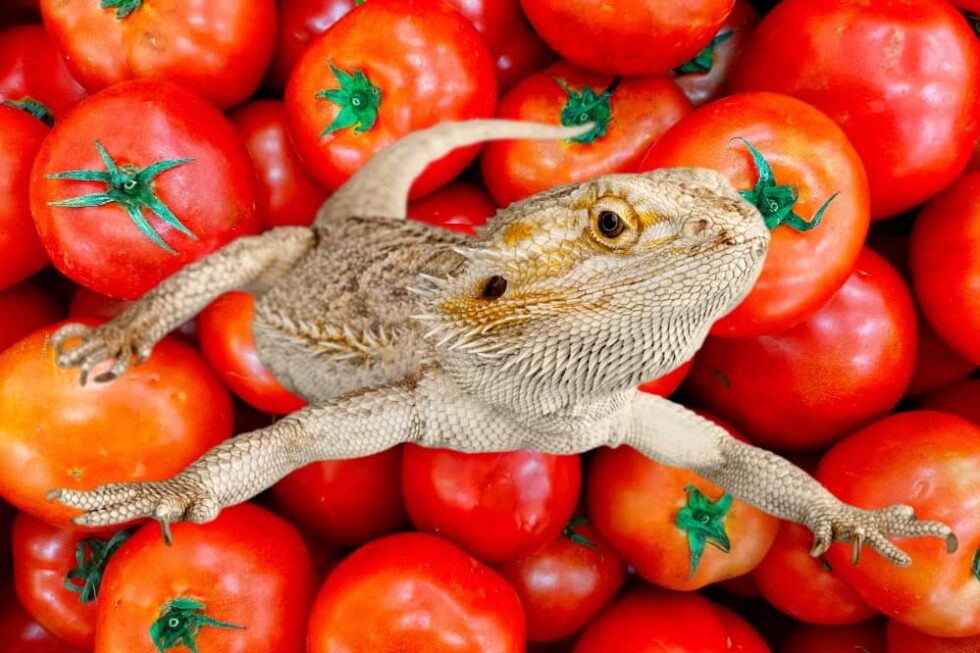 Vibrant Can Bearded Dragons Have Tomatoes View Art Vibrant Can Bearded Dragons Have Tomatoes View Art