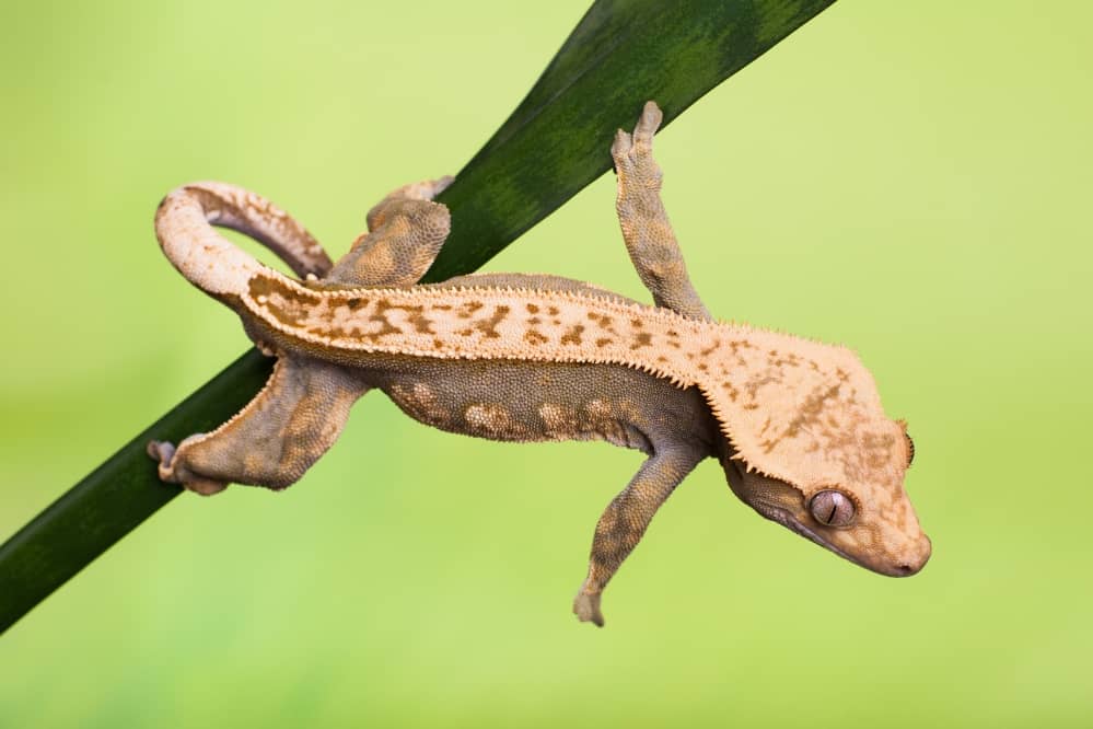 crested gecko