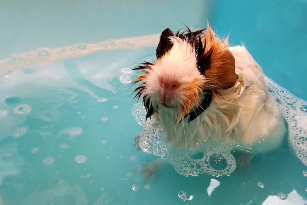 guinea pig bath