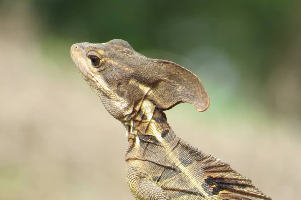 jesus lizard