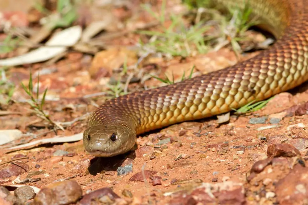 king brown snake