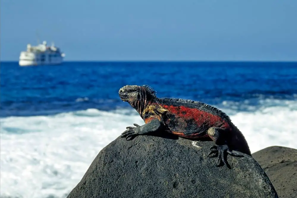 marine iguanas