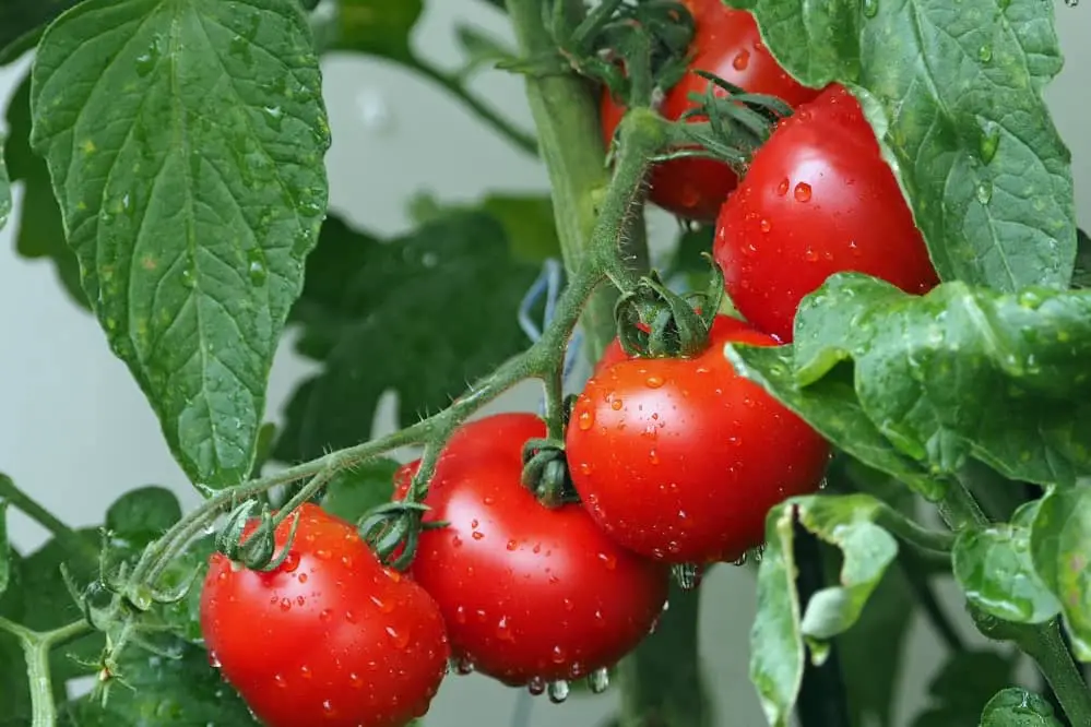 tomato leaves