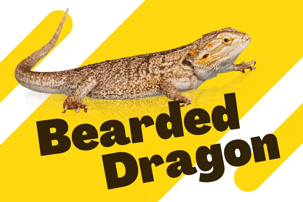 link to bearded dragon category