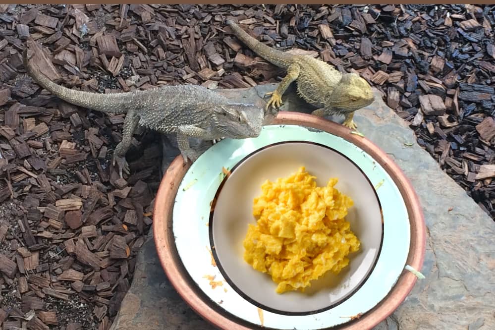 bearded dragon eat scrambled eggs