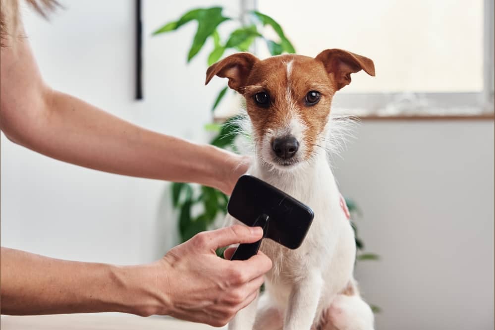 Can I Brush My Dog Every Day? Smartly Pet