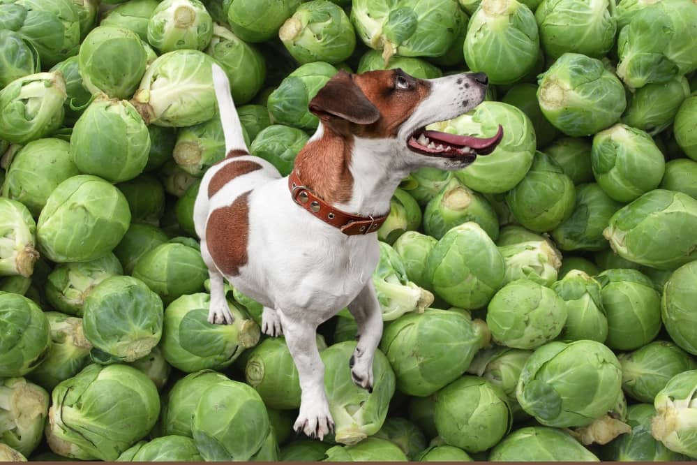 can dog eat brussels sprout