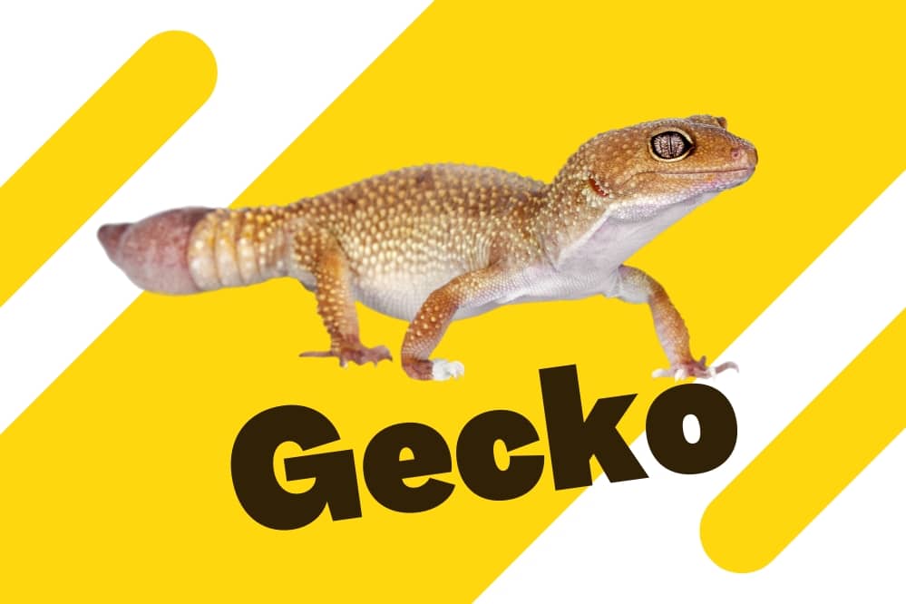 link to gecko category