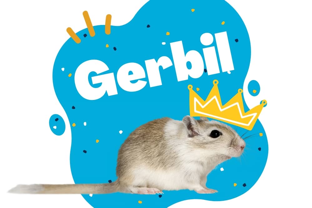 link to gerbil category