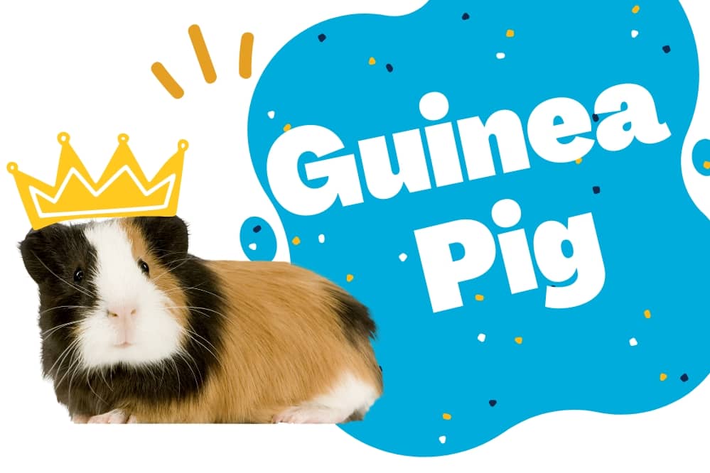 link to guinea pig category