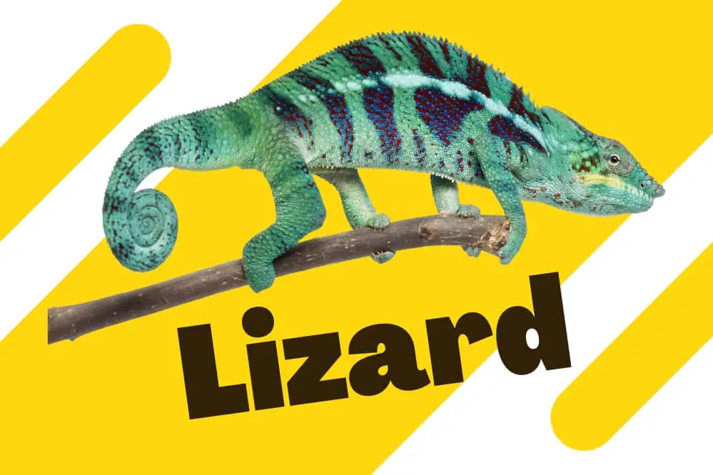 link to lizard category