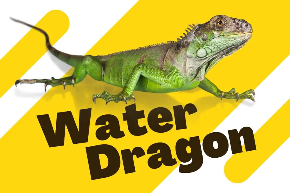 link to water dragon category