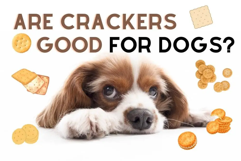 crackers for dogs