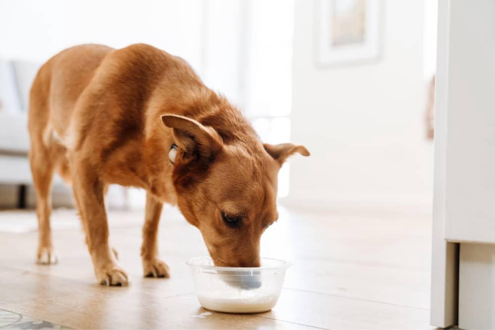 dog drinks milk